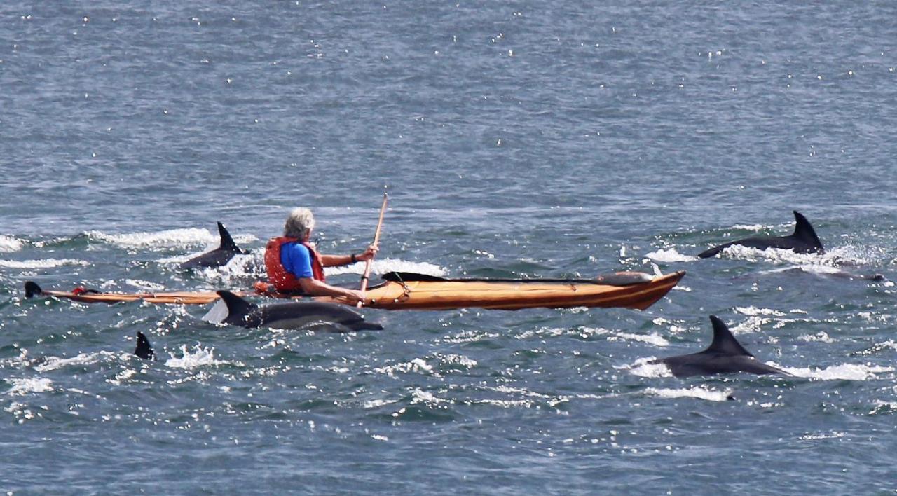 Dolphin Kapstadt